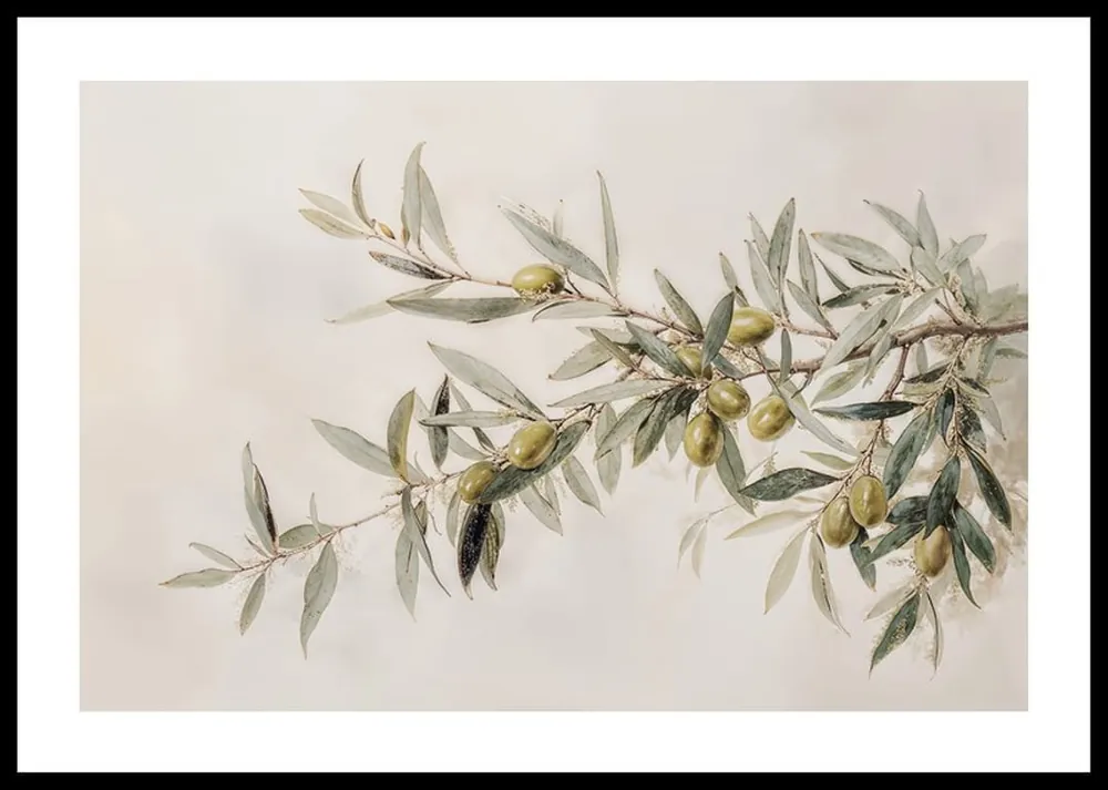 Sale Olive Branch Aquarelle Poster