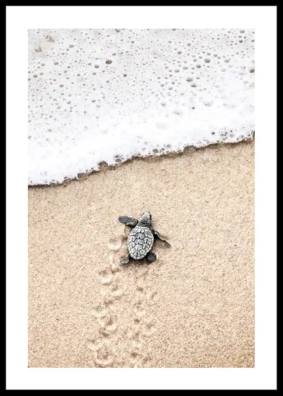 Baby Turtle On Beach Poster Sichere Zahlung