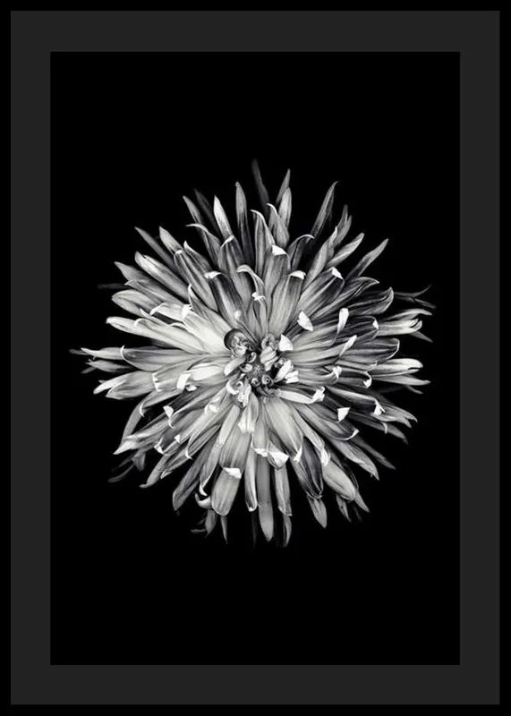 Dahlia BW Poster Günstig