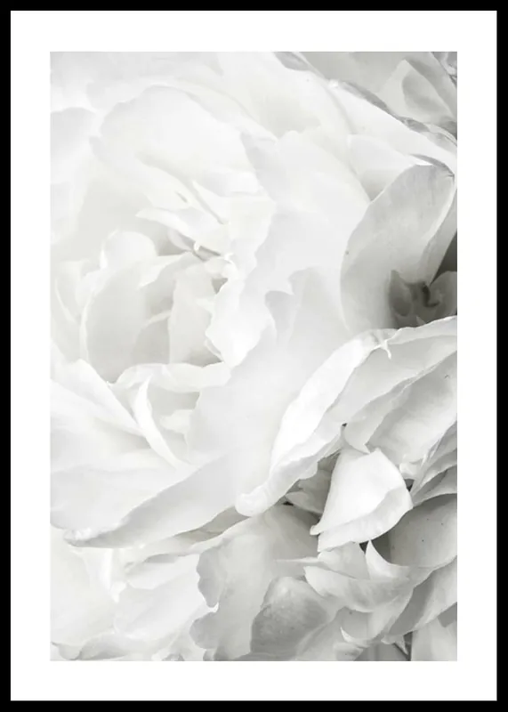 White Rose No2 Poster Preisknaller