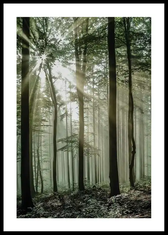 Beliebt Light Through Trees Poster