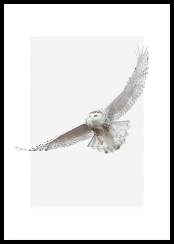 Knallerangebot White Owl Poster