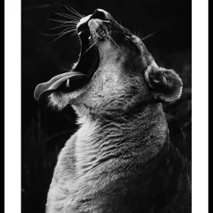 Zertifiziert Yawning Lion Poster
