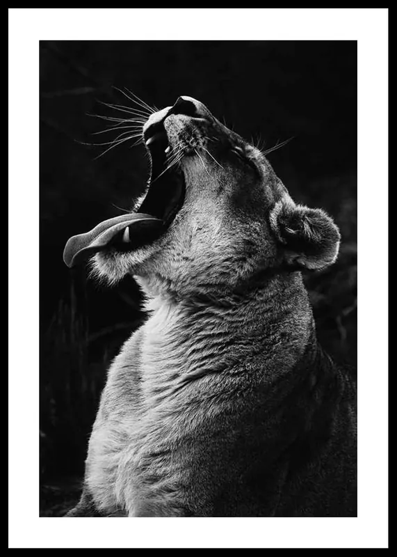 Zertifiziert Yawning Lion Poster