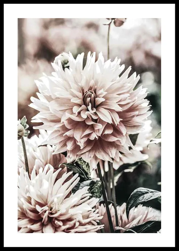 Expressversand Dahlia Poster