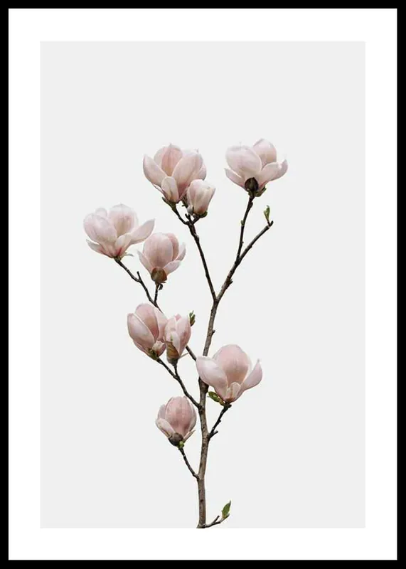 Begrenztes Angebot Magnolia Flower Poster