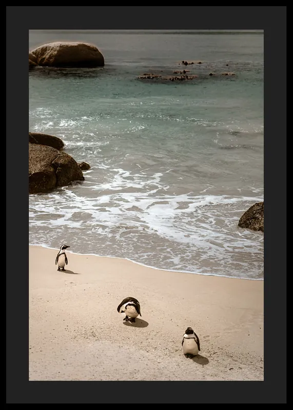 Jetzt Bestellen Penguin Serenity Poster