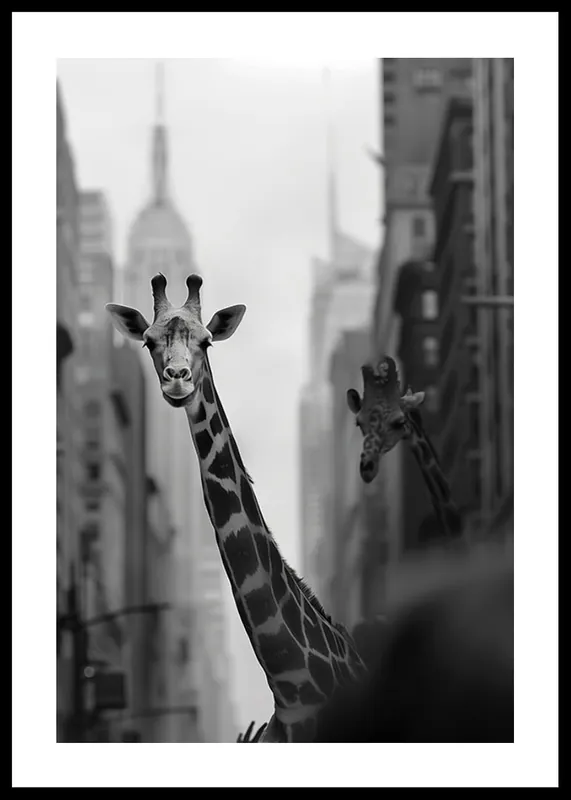 Giraffes In The City Poster Kostenloser Rückversand