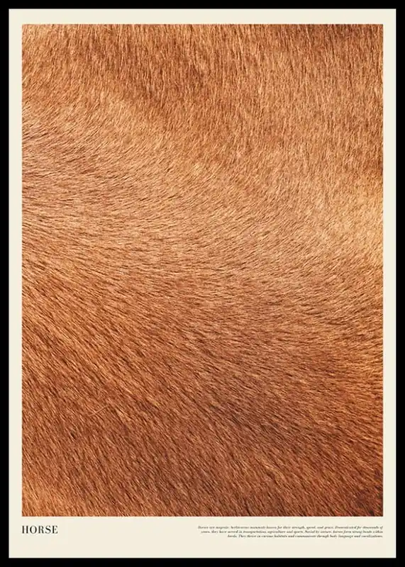 Horse Print Poster Sonderangebot