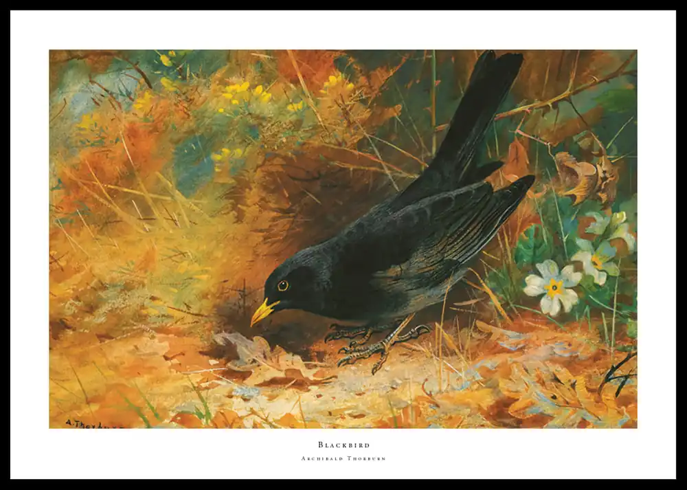 Kracherpreis Blackbird By Archibald Thorburn Poster