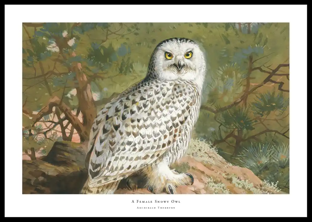 Markenprodukt A Female Snowy Owl By Archibald Thorburn Poster