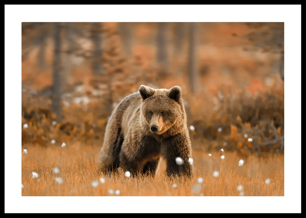 Bear in Autumn Fields Poster Sofort Bestellen