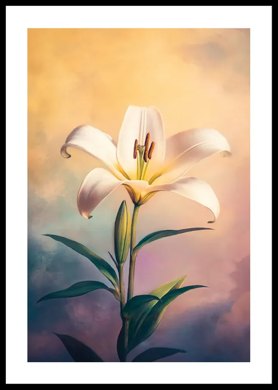 Graceful White Lily Poster Nur Für Kurze Zeit