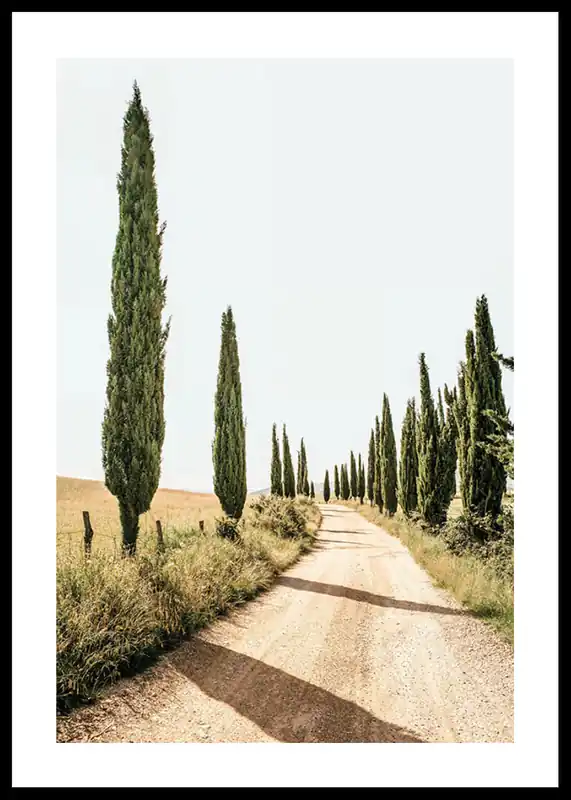 Sonderaktion Tuscan Cypress Lane Poster