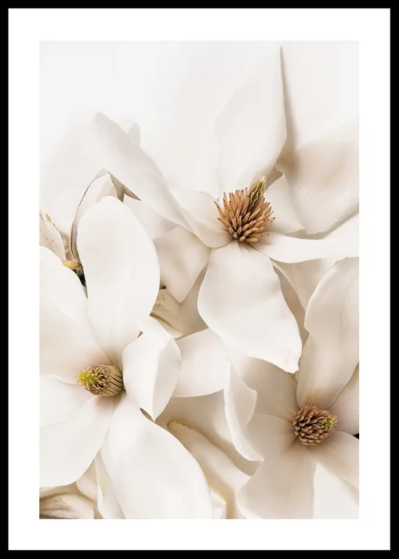 Rabatt Magnolia Dream Poster