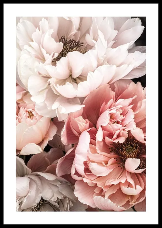 Garantierte Lieferung Blushing Petals Poster