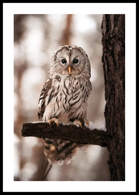 Bestseller Owl Poster