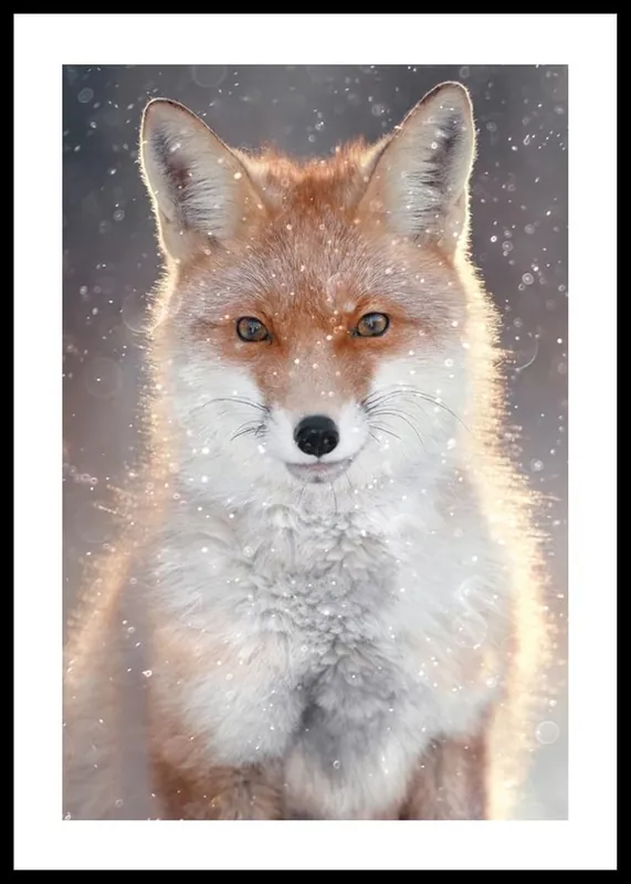 Red Fox Poster Letzte Chance