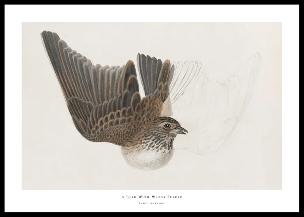 Jetzt Kaufen A Bird With Wings Spread By James Sowerby Poster