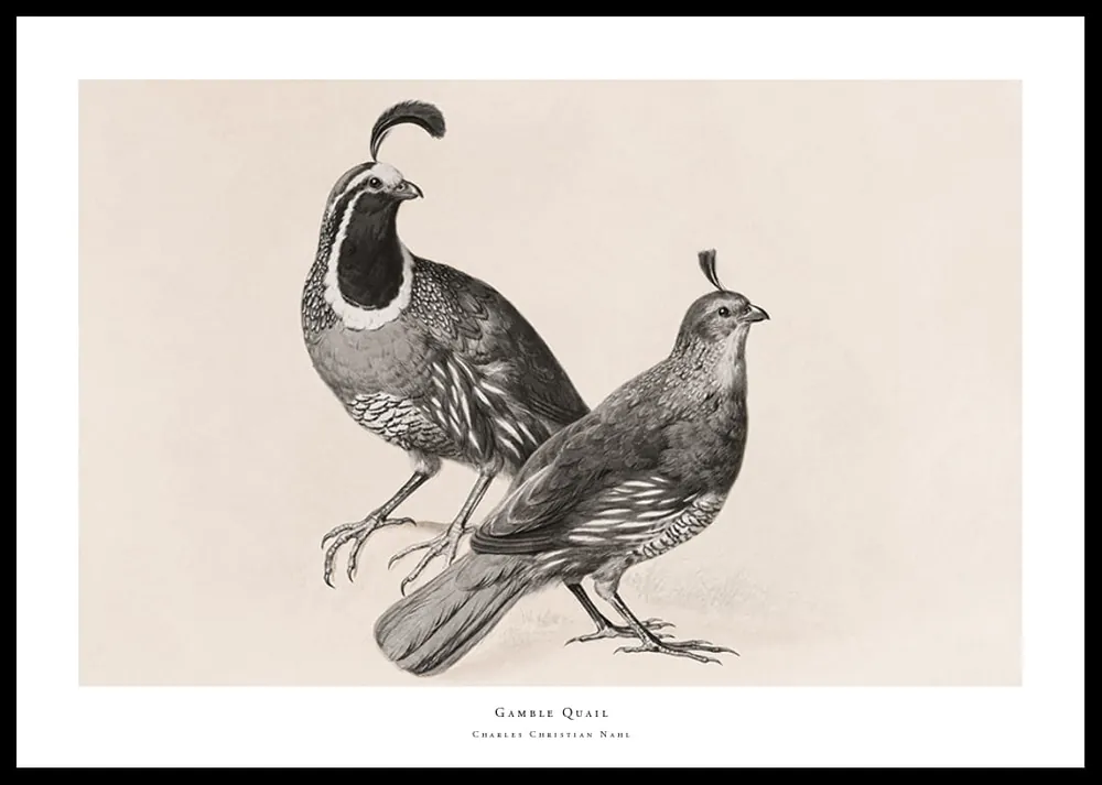 Sofort Bestellen Gamble Quail By Charles Christian Nahl Poster