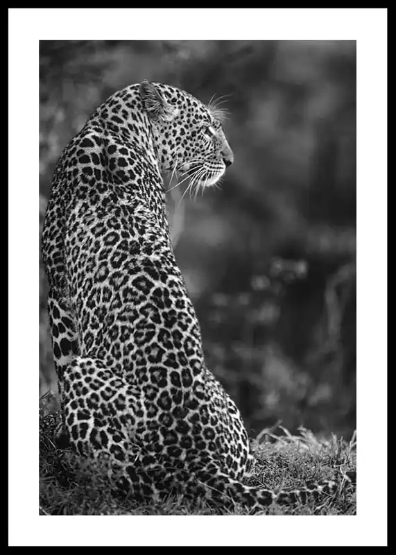 Jaguar B&W Poster Heißes Angebot