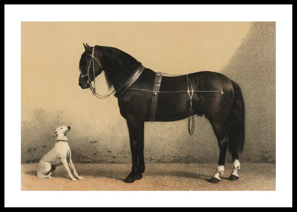 Nur Für Kurze Zeit Horse And Hound Poster