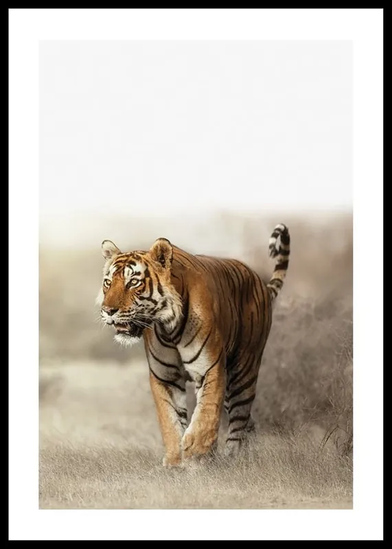 Tiger Walk Poster Preiswert