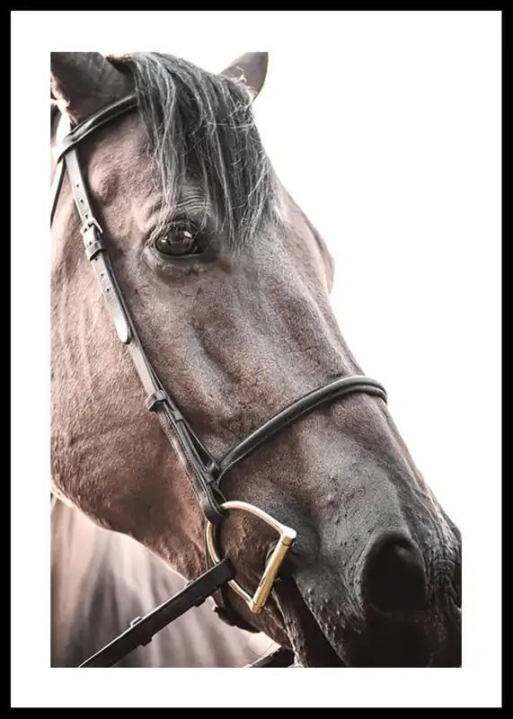 Brown Horse Up Close Poster Kostenfreie Lieferung