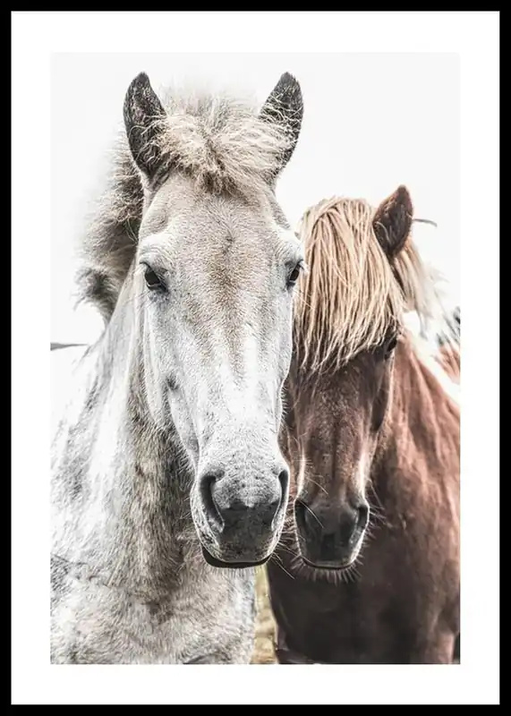 Wild Horses Up Close Poster Angebot