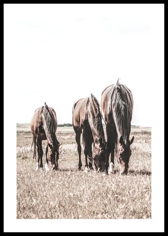 Three Brown Horses Poster Nur Heute