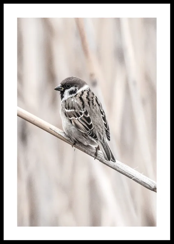 Must-Have Tree Sparrow Poster