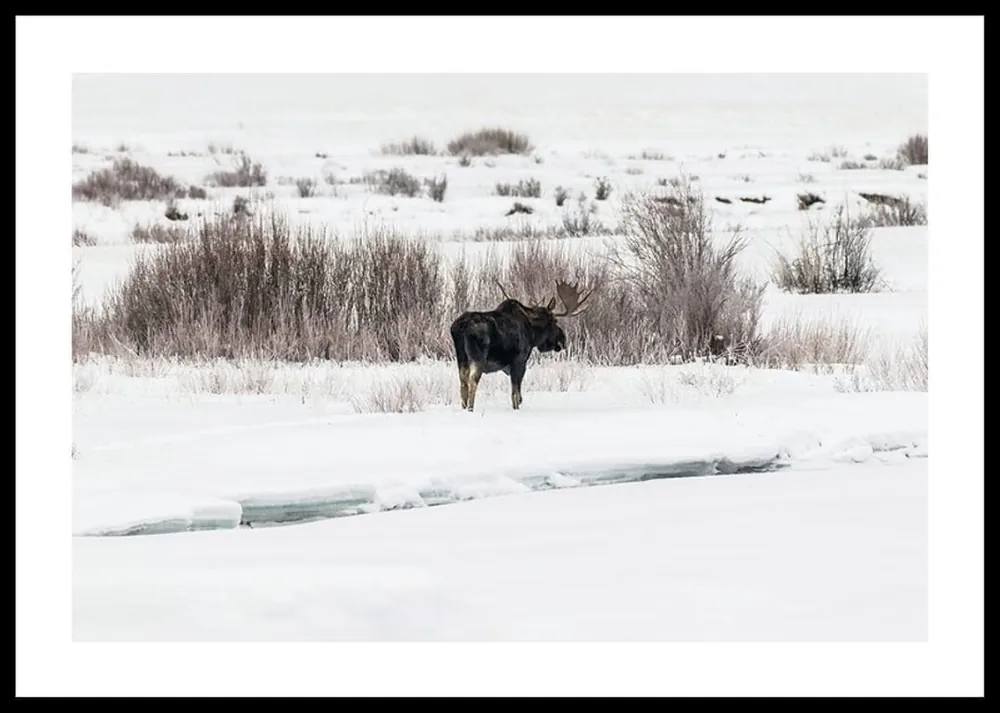 Online Kaufen Moose In Snow Poster