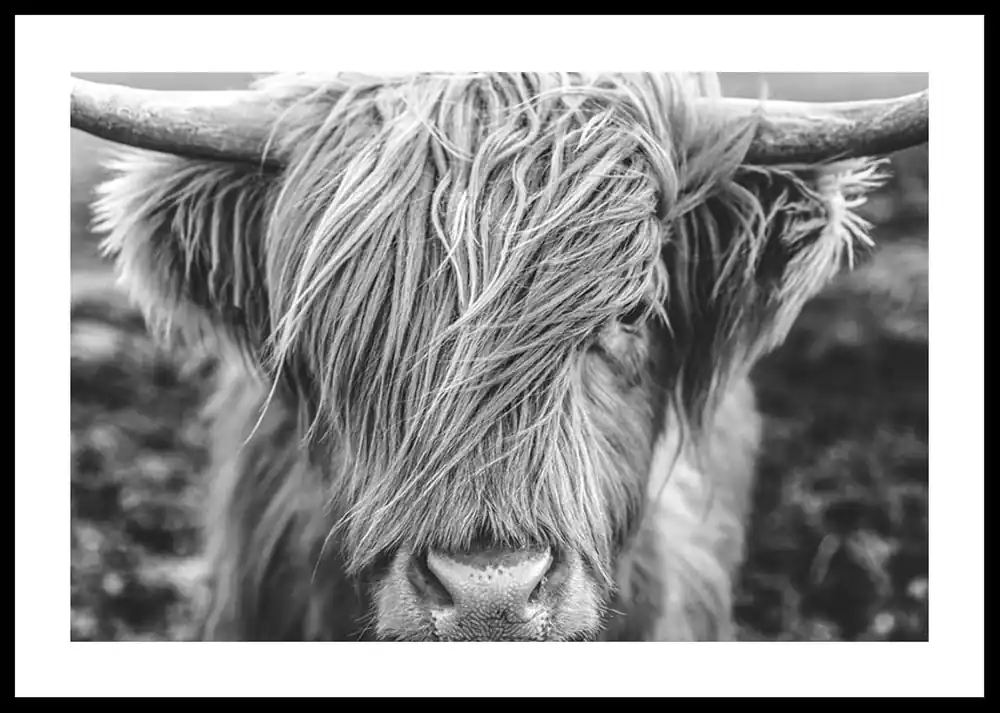 Schneller Versand Highland Cow B&W Poster