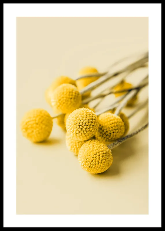 Drumstick Flowers Poster Preiswert