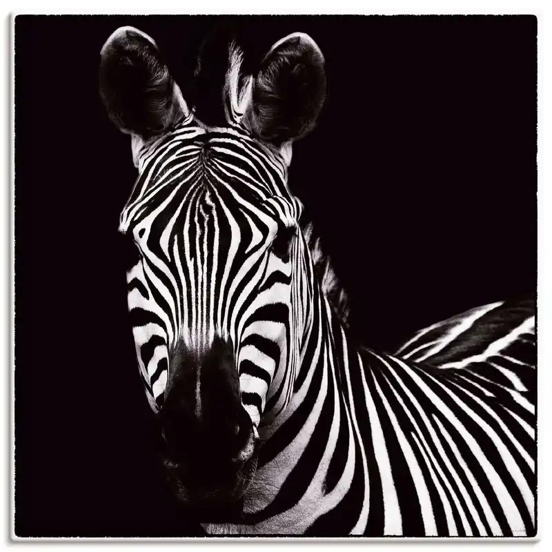 Zebra II K8BW Wandbild Kracherpreis