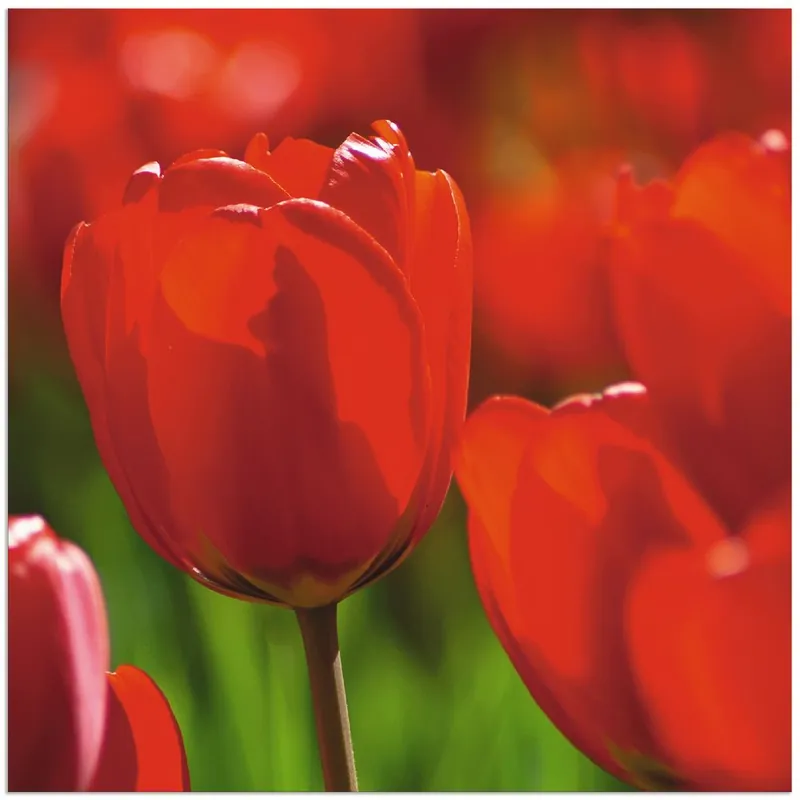 Garantierte Lieferung Rote Tulpen in der Sonne T1AE Wandbild