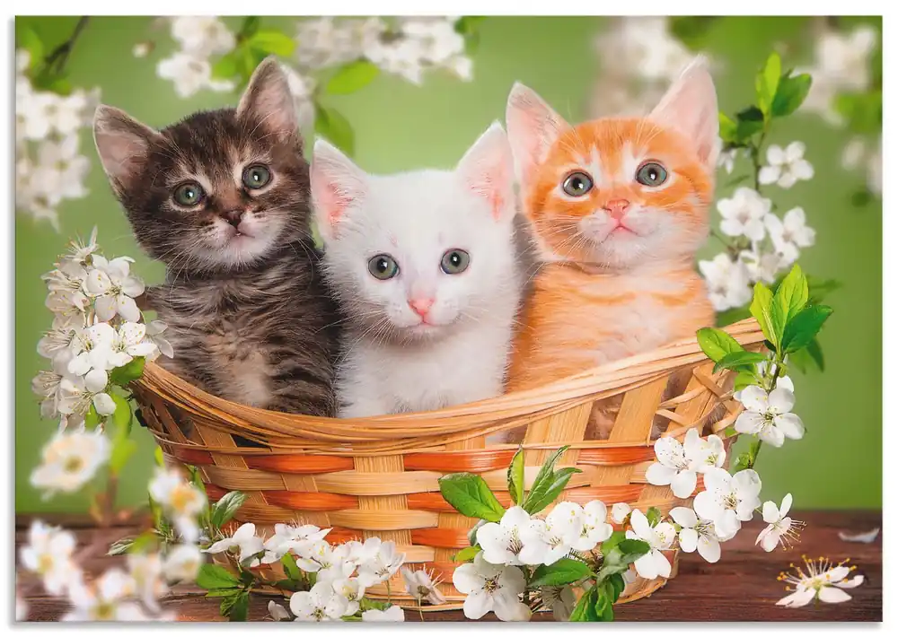Direkt Vom Hersteller Katzen sitzen in einem Korb T6BM Wandbild