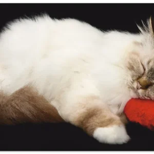 Aktuell Müde Katze Q3AT Wandbild