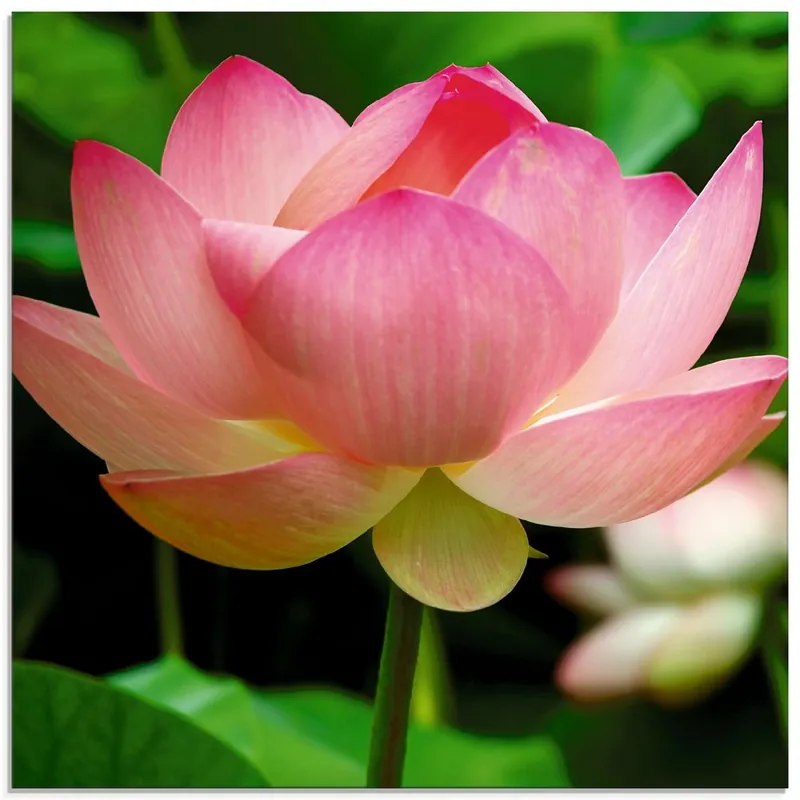 Neu Lotus - Seerose T5MN