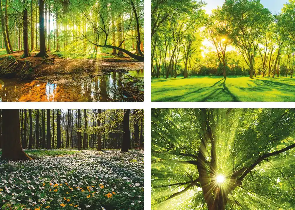 Markenprodukt Wald Bach Frühling Windrosen Sonne Baum Poster Set DIN A4 / je 29,7x21 cm