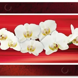 Orchideen - rot Glasbild 60x30 cm Schnäppchen