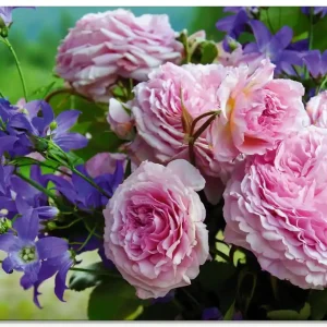 Top-Preis Rosen und Glockenblumen Glasbild 60x45 cm
