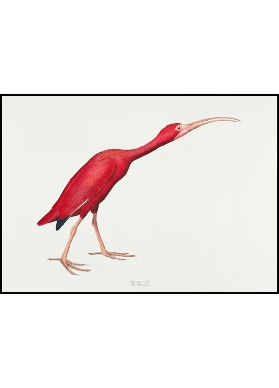 Sonderaktion Scarlet Ibis Vintage Poster