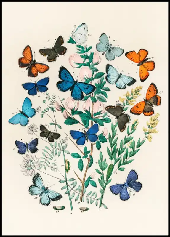 Collection of Butterflies Vintage Poster Meistverkauft