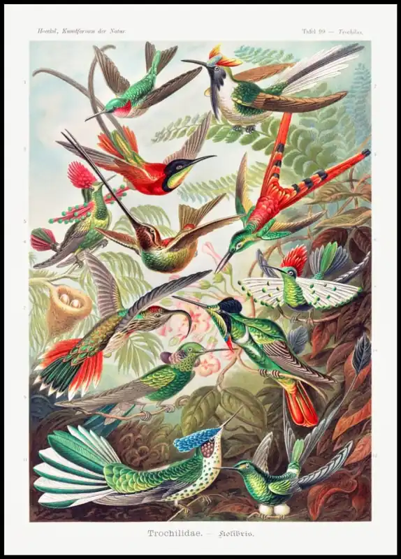 Sichere Zahlung Birds of Paradise Vintage Poster