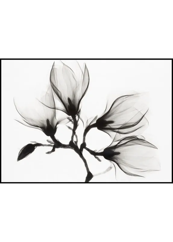 Magnolia Branch Poster Neuheit