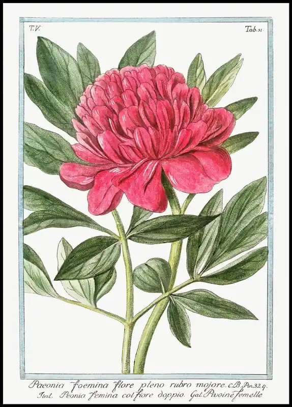 Begrenztes Angebot Peony Poster