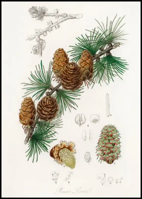 Top-Seller Old Pinetree Vintage Poster