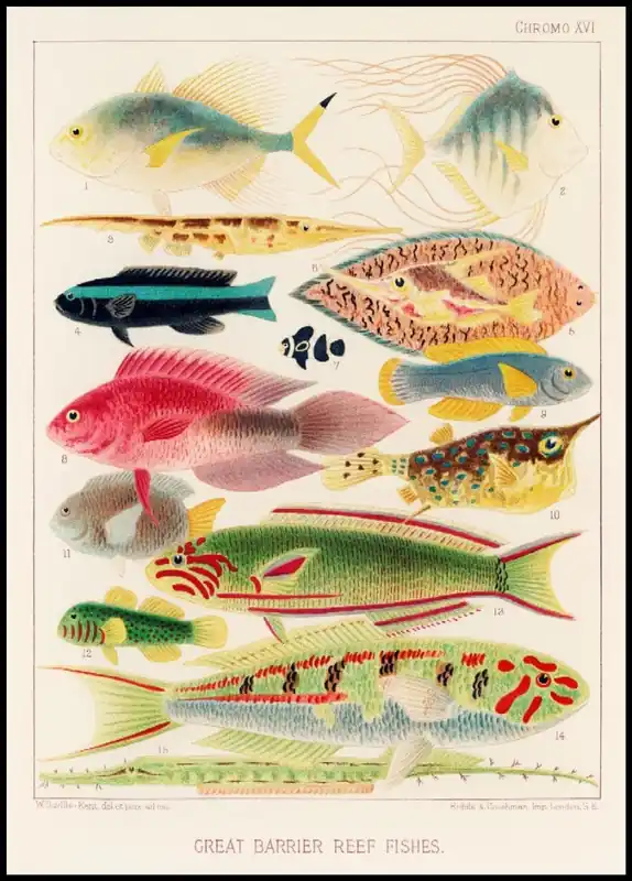 Great Barrier Reef Vintage Poster Beliebt