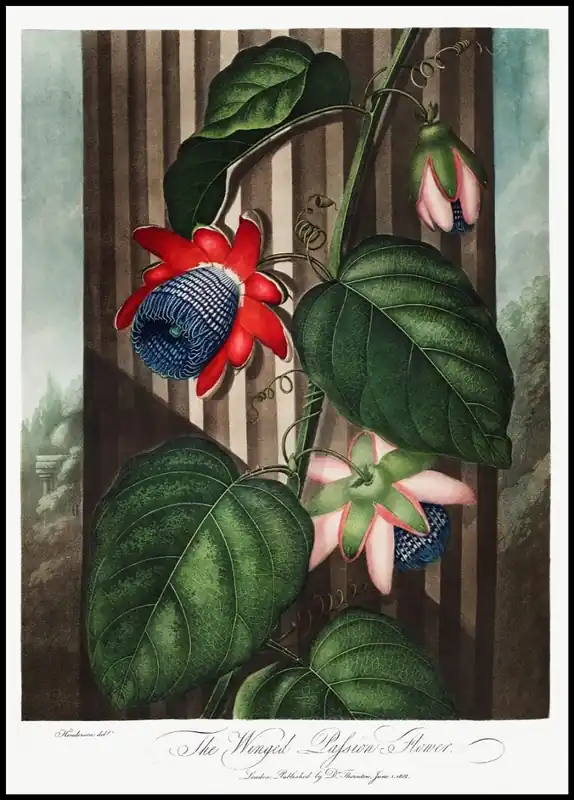 The Winged Passion-Flower Vintage Poster Nur Heute